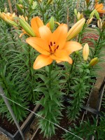 [5086 Hyde Park No01.JPG]